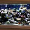 Another view of a 180 gallon saltwater reef aquarium set in the waiting room of a doctor's office. 