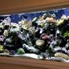 A 180 gallon saltwater reef aquarium set in the waiting room of a doctor's office. 