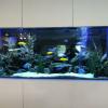 An African cichlid only tank inserted in a room divider. 