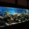 A closer view of a 220 saltwater reef set inside a billiards room. 