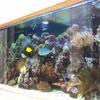 A 180 gallon saltwater reef aquarium set in an office. 