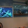 Saltwater aquarium in a waiting room at a doctor's office. 