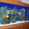 A 300 gallon saltwater fish only aquarium. 